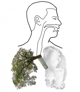 Illustration of lungs